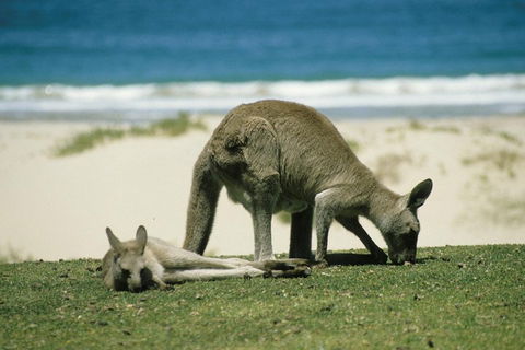 Great Ocean Road Highlights Tour - 2 Days, 1 Night - Northern Rivers Accommodation 2