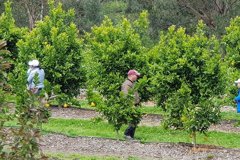 Dandenong Ranges And Rayners Orchard Tour From Melbourne - Northern Rivers Accommodation 2