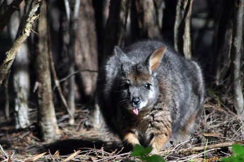 Small-Group Kangaroo Island 4WD Night Tour - Northern Rivers Accommodation 1