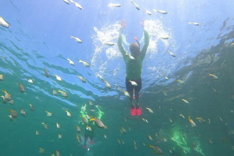 Manly Snorkel Trip And Nature Walk With Local Guide - Northern Rivers Accommodation 0