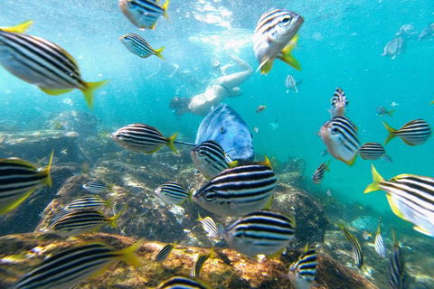 Manly Snorkel Trip And Nature Walk With Local Guide - Northern Rivers Accommodation 2