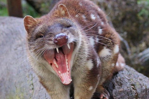 After Dark Tasmanian Devil Feeding Tour At Cradle Mountain - Northern Rivers Accommodation 0