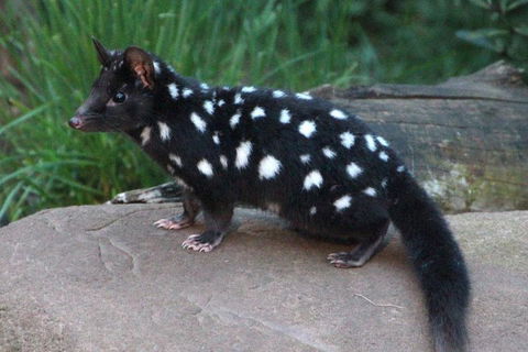After Dark Tasmanian Devil Feeding Tour At Cradle Mountain - Northern Rivers Accommodation 5