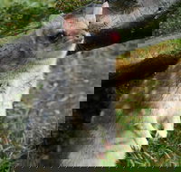 1-Hour Tasmanian Devil Feeding Day Tour at Cradle Mountain - Northern Rivers Accommodation