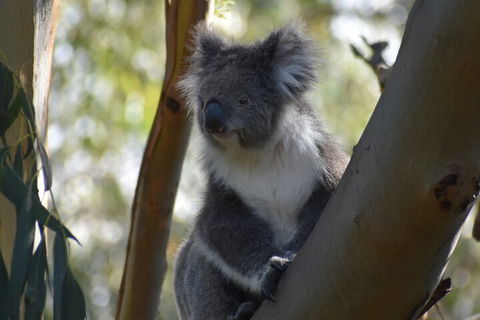 Full-Day Bus Tour Phillip Island Wildlife And Brighton Beach - Northern Rivers Accommodation 0