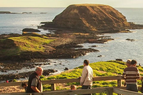 Full-Day Bus Tour Phillip Island Wildlife And Brighton Beach - Northern Rivers Accommodation 2