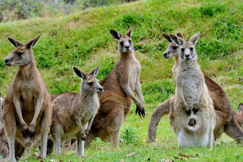 Full-Day Bus Tour Phillip Island Wildlife And Brighton Beach - Northern Rivers Accommodation 4