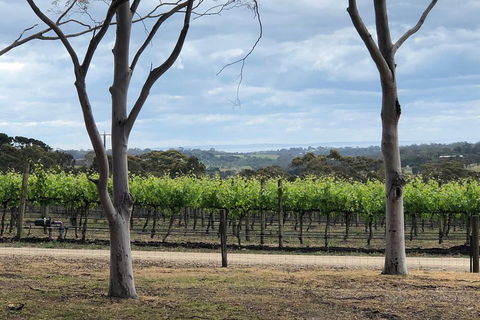 Yarra Valley Wine Tour Inc Lunch With A Glass Of Wine, Tastings And Chocolate - Northern Rivers Accommodation 3