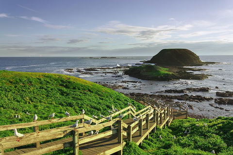 Full-Day Private Australian Wildlife Tour Of Phillip Island - Northern Rivers Accommodation 0