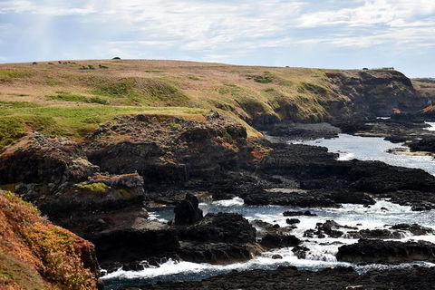 Full-Day Private Australian Wildlife Tour Of Phillip Island - Northern Rivers Accommodation 4