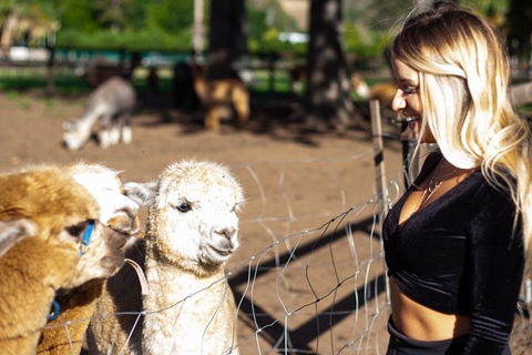 O'Reilly's & Lamington National Park Incl. Alpaca Farm + Vineyard - Northern Rivers Accommodation 3