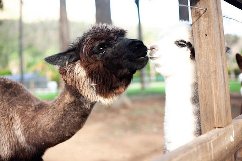 O'Reilly's & Lamington National Park Incl. Alpaca Farm + Vineyard - Northern Rivers Accommodation 4