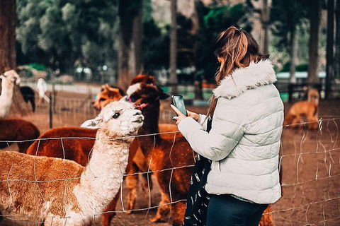 O'Reilly's & Lamington National Park Incl. Alpaca Farm + Vineyard - Northern Rivers Accommodation 5