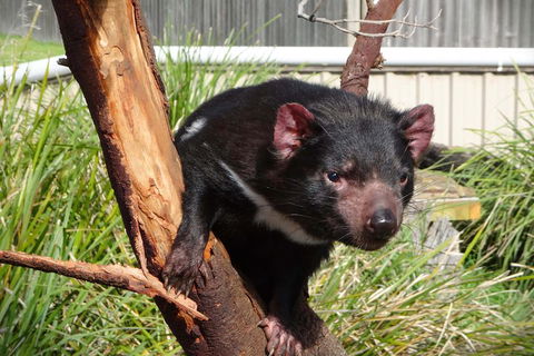 Tasmania 4 Day East Coast + Launceston - Northern Rivers Accommodation 2