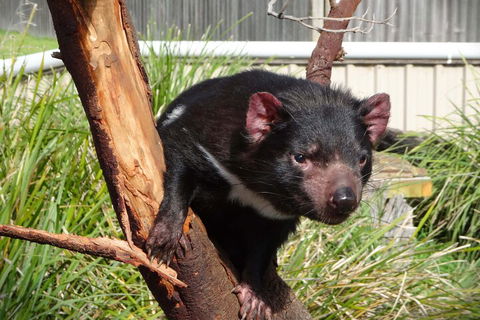 6-Day Tasmania Small-Group Guided Tour With Gourmet Food - Northern Rivers Accommodation 1