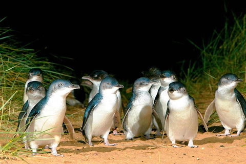 Phillip Island Penguins Private Tour - Northern Rivers Accommodation 0