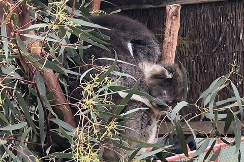 Phillip Island Penguins Private Tour - Northern Rivers Accommodation 2
