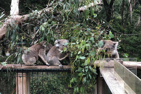 Phillip Island Penguins Private Tour - Northern Rivers Accommodation 3