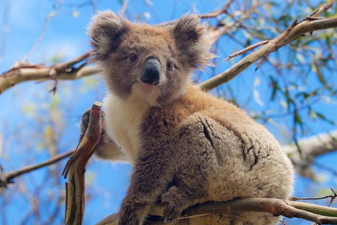 Private Phillip Island Tour - Northern Rivers Accommodation 2