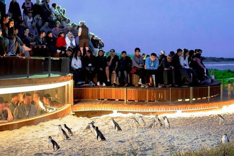 Private Phillip Island Tour - Northern Rivers Accommodation 3