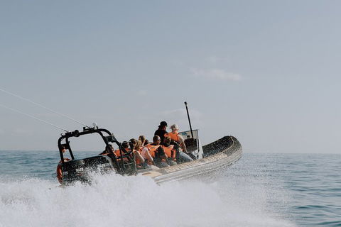 Adventure Whale Watching Tour Mooloolaba - Northern Rivers Accommodation 0
