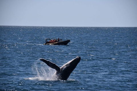 Adventure Whale Watching Tour Mooloolaba - Northern Rivers Accommodation 1