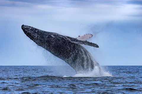 Adventure Whale Watching Tour Mooloolaba - Northern Rivers Accommodation 2