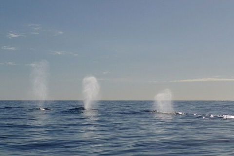 Adventure Whale Watching Tour Mooloolaba - Northern Rivers Accommodation 3