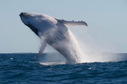 Adventure Whale Watching Tour Mooloolaba - Northern Rivers Accommodation 5