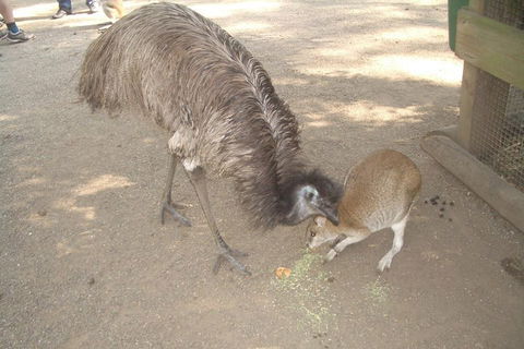 Blue Mountains PRIVATE Day Tour - Northern Rivers Accommodation 4