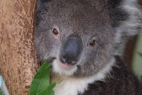 All Inclusive Blue Mountains Small-Group Day Trip From Sydney - Northern Rivers Accommodation 1
