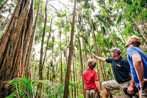 Natural Bridge & Springbrook Waterfalls Tour + Hot Air Balloon With Breakfast - Northern Rivers Accommodation 5