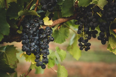 Hideaway Private Tours Hunter Valley- Indulgence Wine Tour (Full Day) - Northern Rivers Accommodation 3