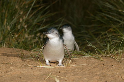 Phillip Island Penguin, Brighton Beach, Moonlit Sanctuary From Melbourne - Northern Rivers Accommodation 2