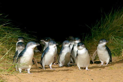 Phillip Island Penguin, Brighton Beach, Moonlit Sanctuary From Melbourne - Northern Rivers Accommodation 5