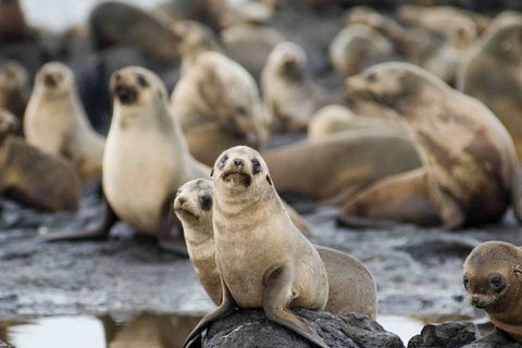 Puffing Billy, Wildlife Sanctuary & Penguins Day Tour From Melbourne - Northern Rivers Accommodation 0
