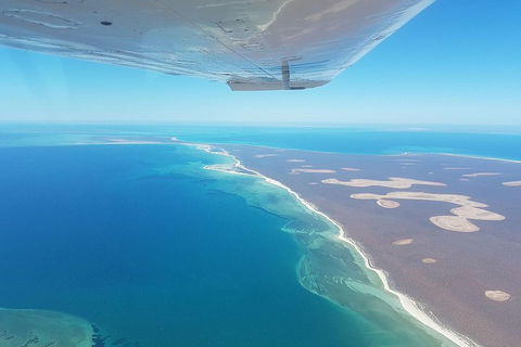 Monkey Mia Dolphins & Shark Bay Air Tour From Perth - Northern Rivers Accommodation 2