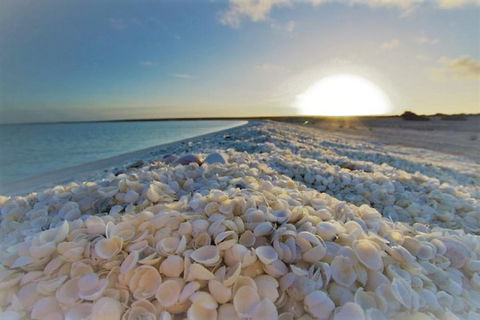 Monkey Mia Dolphins & Shark Bay Air Tour From Perth - Northern Rivers Accommodation 3