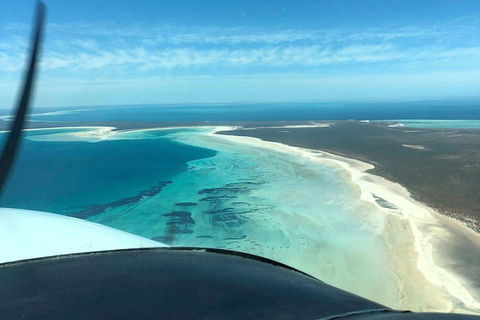 Monkey Mia Dolphins & Shark Bay Air Tour From Perth - Northern Rivers Accommodation 4