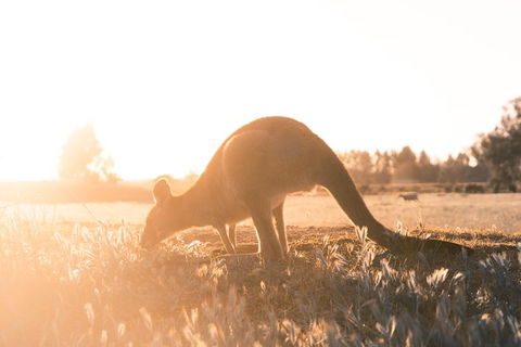 Small Group - Phillip Island Hike & Penguin Parade Day Tour From Melbourne - Northern Rivers Accommodation 2