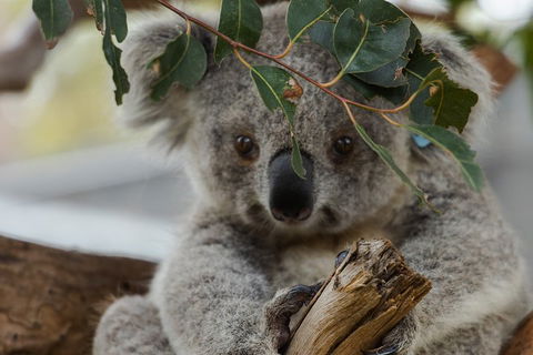 Small Group - Phillip Island Hike & Penguin Parade Day Tour From Melbourne - Northern Rivers Accommodation 4