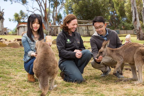 Bonorong Wildlife Park And Richmond Afternoon Tour From Hobart - Northern Rivers Accommodation 1