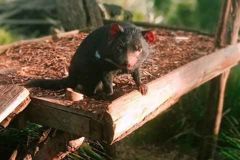 Bonorong Wildlife Park And Richmond Afternoon Tour From Hobart - Northern Rivers Accommodation 4