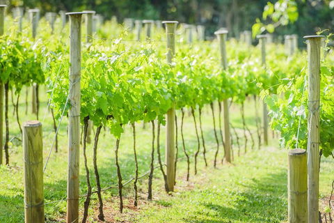 Deluxe Winery Tour To Tamborine Mountain, Includes Gourmet Two Course Lunch - Northern Rivers Accommodation 5