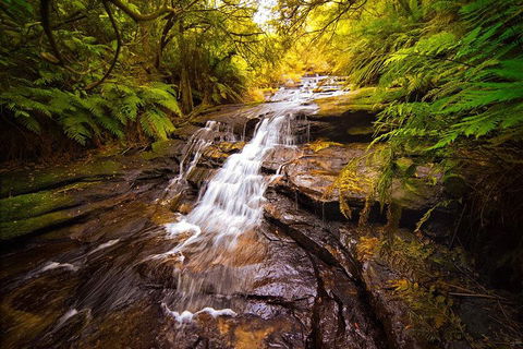 Fully Inclusive Blue Mountains Private Tour Inc Scenic World & Featherdale Entry - Northern Rivers Accommodation 3