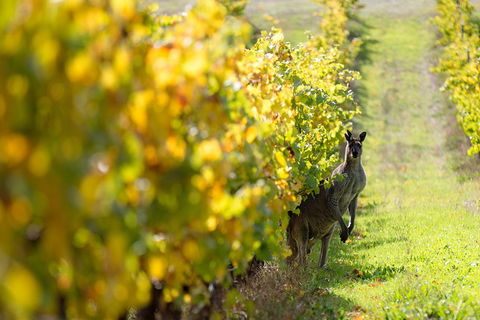 Margaret River 3 Day Escape - Northern Rivers Accommodation 4