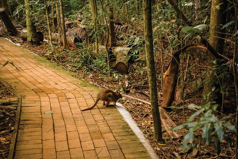 Full Day Sunshine Coast Hinterland Luxury Small Group Tour From Brisbane - Northern Rivers Accommodation 3