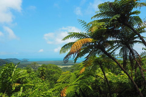 Cape Tribulation, Daintree Rainforest And Wildlife Tour - Northern Rivers Accommodation 3