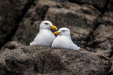 Hobart Sightseeing Cruise Including Iron Pot Lighthouse - Northern Rivers Accommodation 4