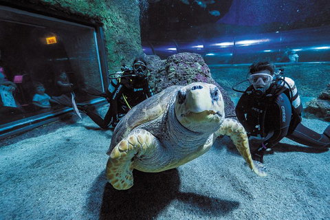 Dive With Sharks At AQWA - Northern Rivers Accommodation 2